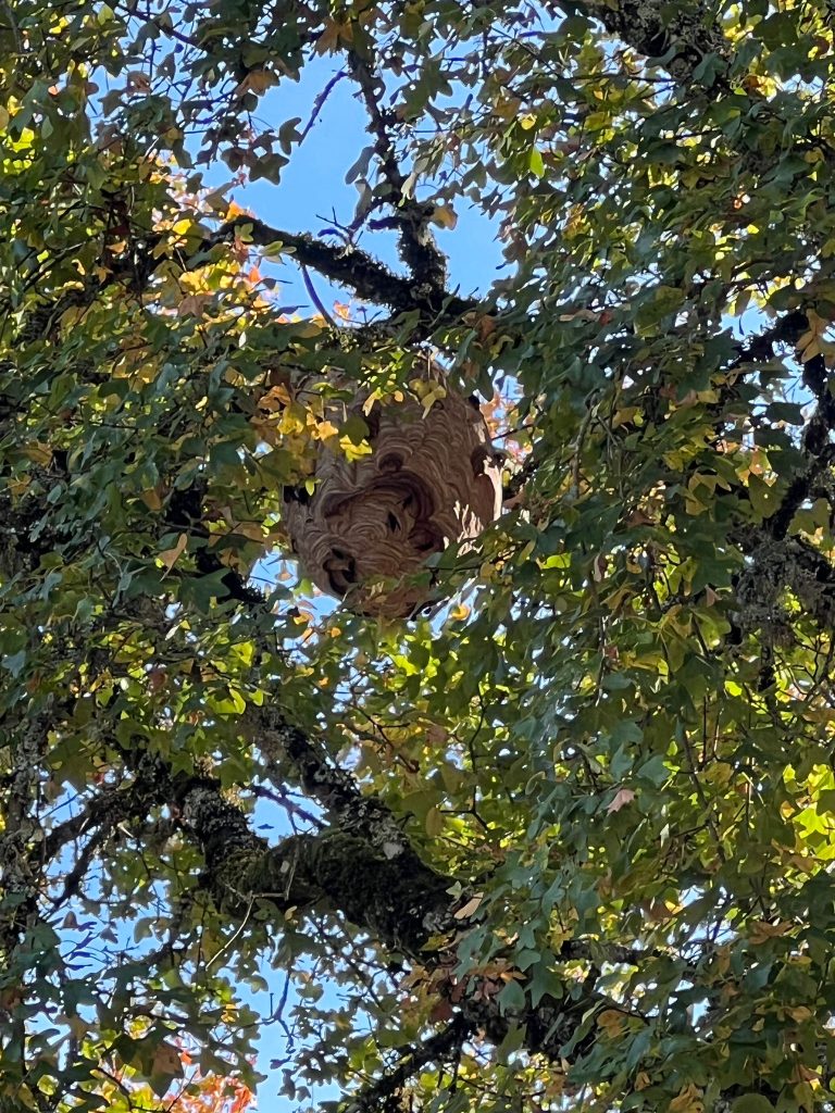 Un nid de frelons asiatiques dans un arbre
